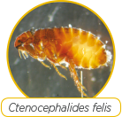 Ctenocephalides Felis Logo