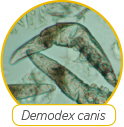 Demodex Canis Logo