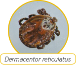 Dermacentor Reticulatus Logo
