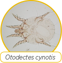 Otodectes Cynotis Logo