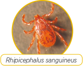 Rhipicephalus Sanguineus Logo