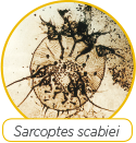 Sarcoptes Scabiei Logo